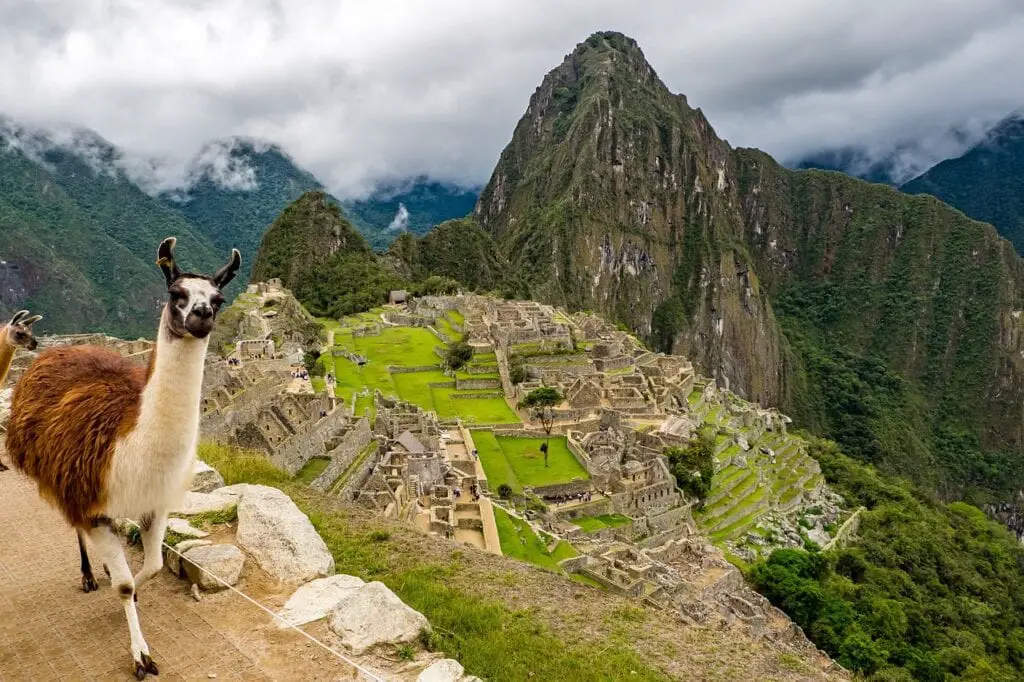Peru, Machu picchu, Lama