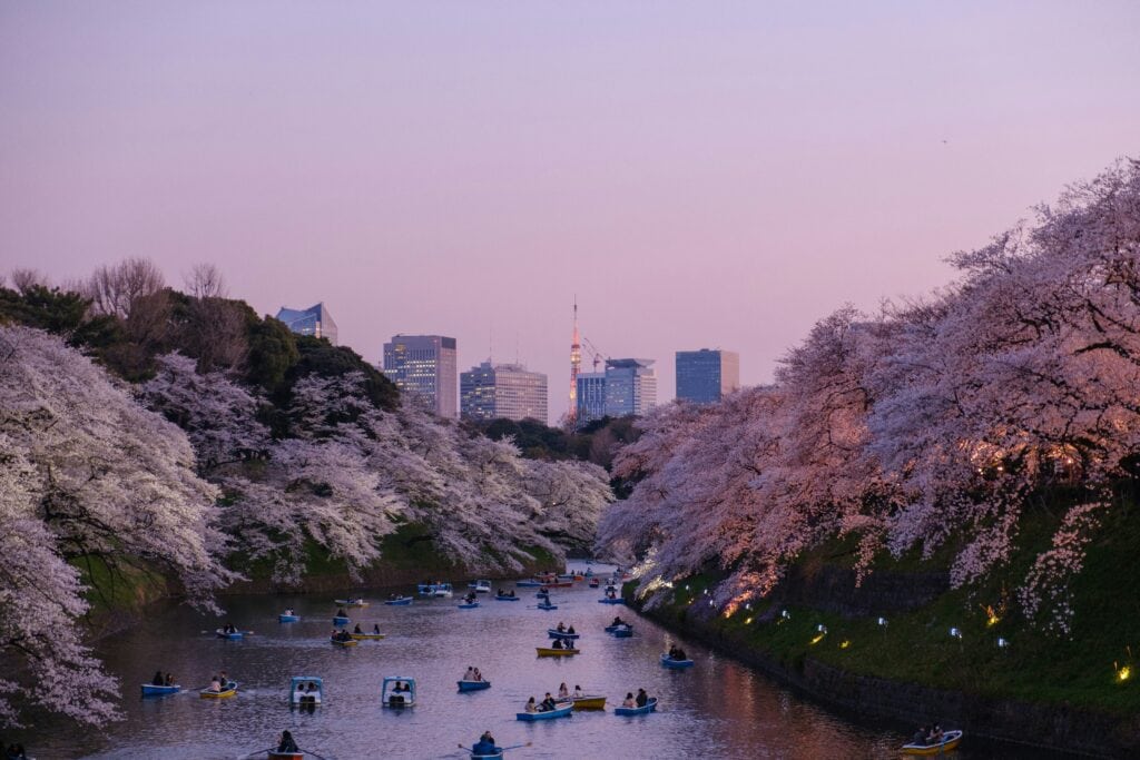 Tokyo, Japan, Cherry blossoms