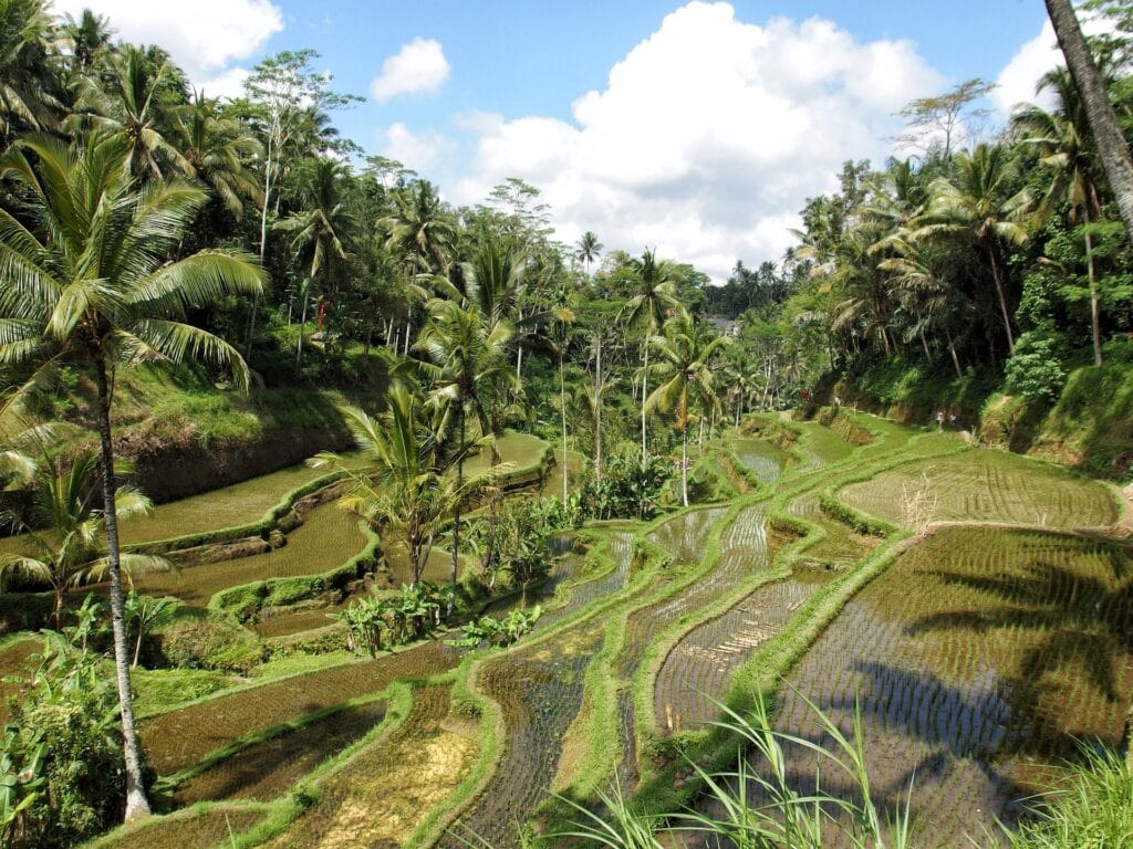 Rice Paddy Field Nature in Ubud Bali